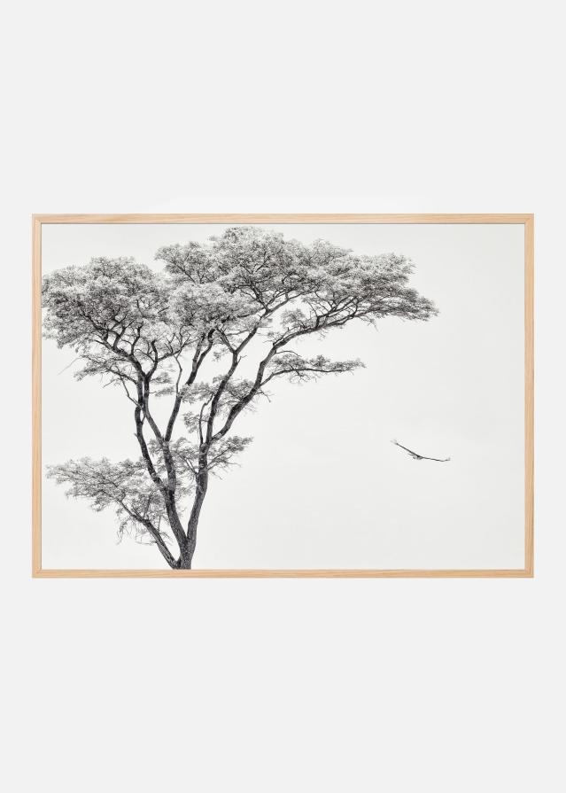 the African eagle Įrašai