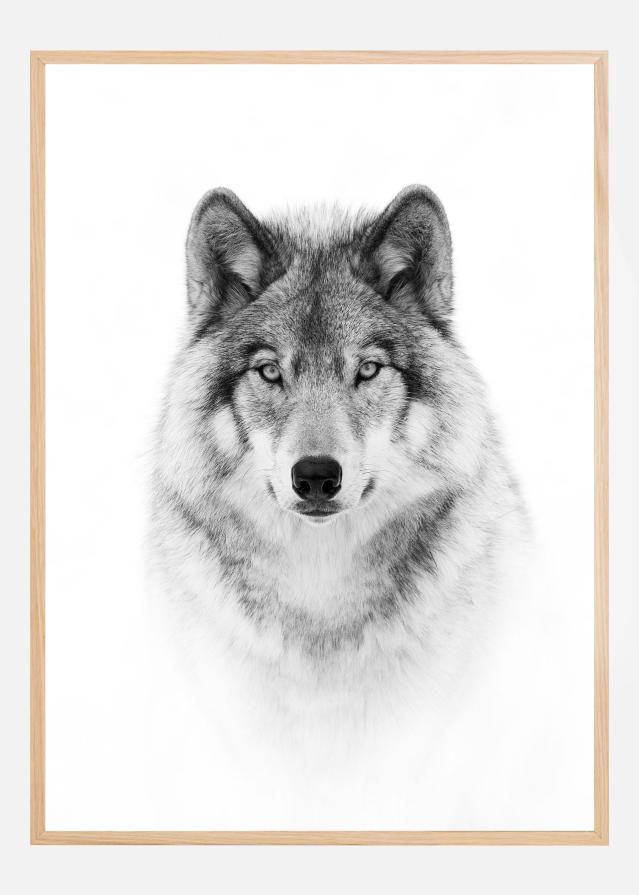 Portrait of a Timber Wolf Įrašai
