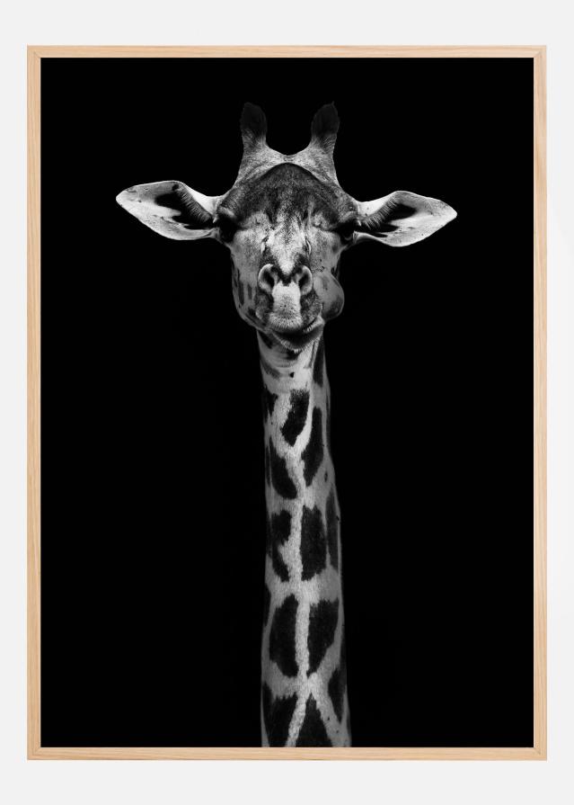 Giraffe Portrait Įrašai