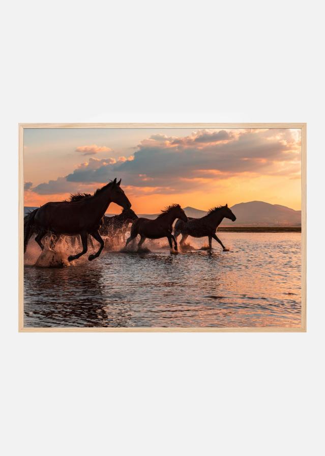 WATER HORSES Įrašai