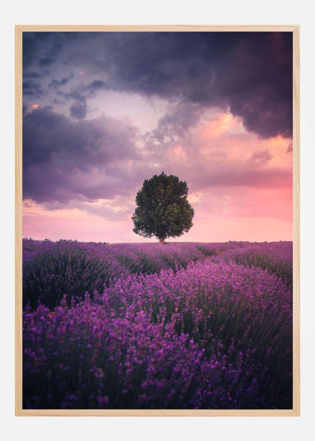 Lavender Fields Įrašai