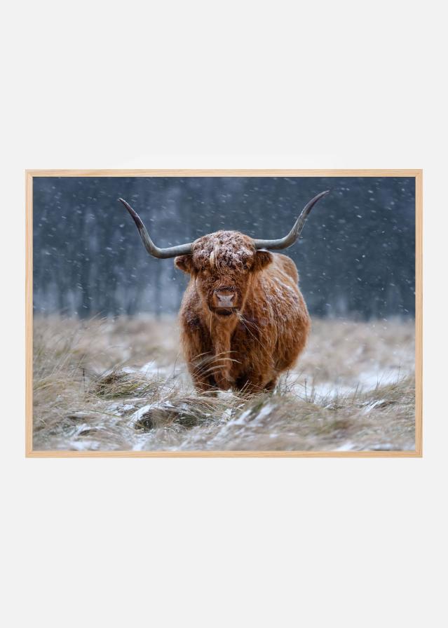 Snowy Highland cow Įrašai