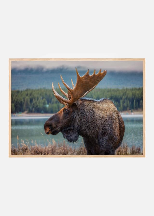 Moose Įrašai