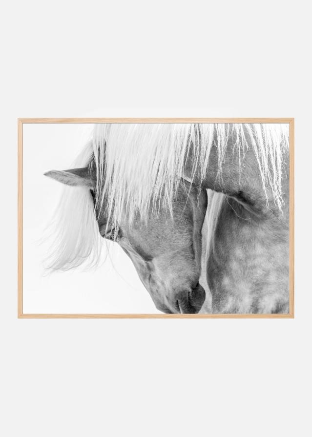 Halflinger Portrait Įrašai