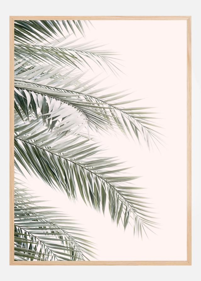 Blush Palm Leaves Įrašai