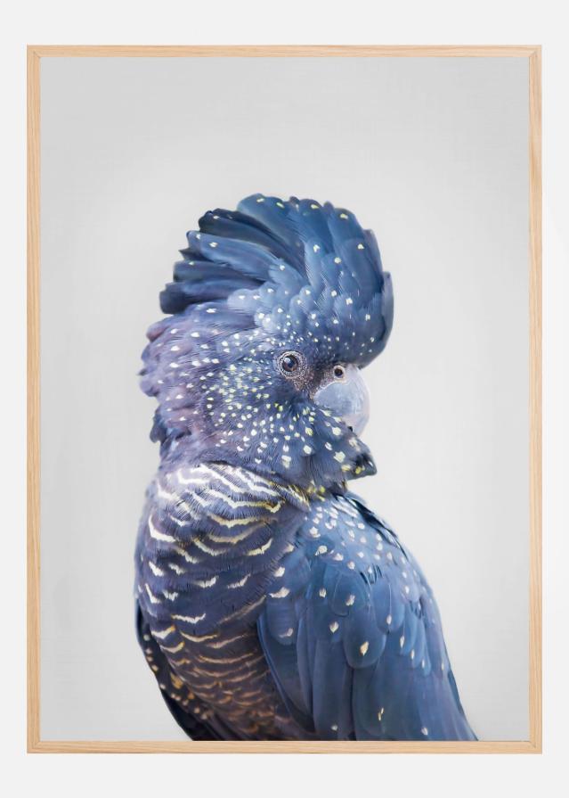 Black Cockatoo Įrašai