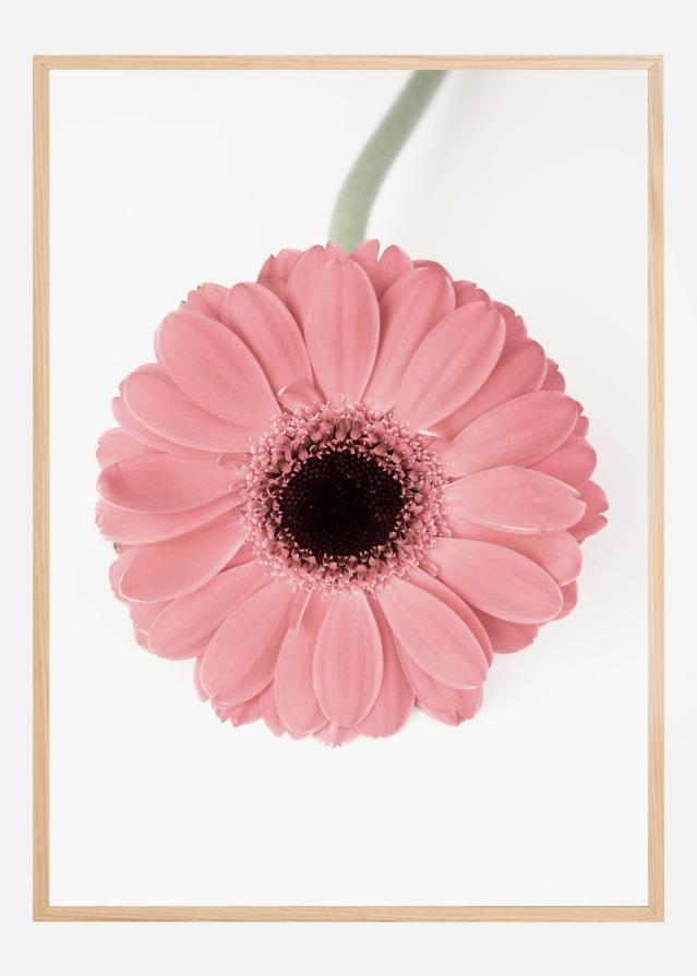 Pink Gerbera II Įrašai