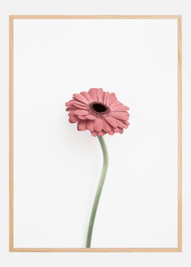 Pink Gerbera Įrašai