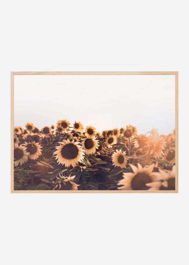 Sunflowers Įrašai