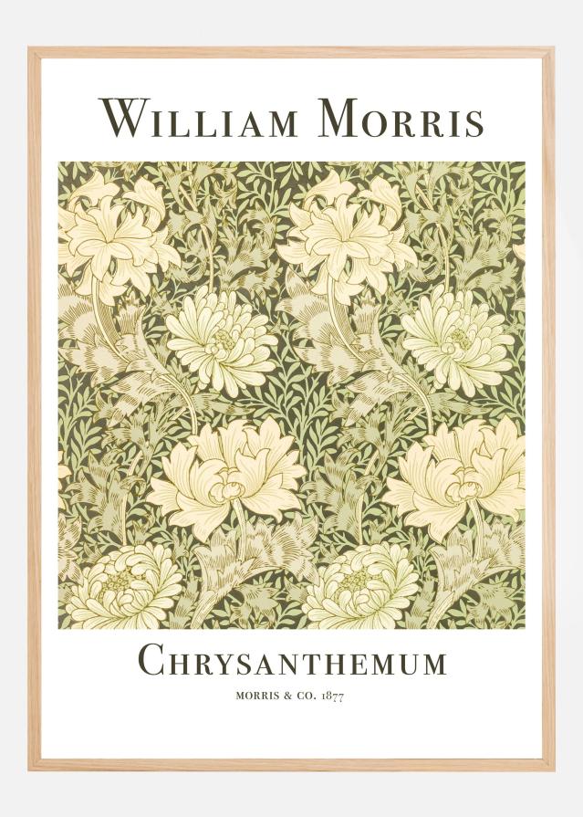 Chrysanthemum Įrašai