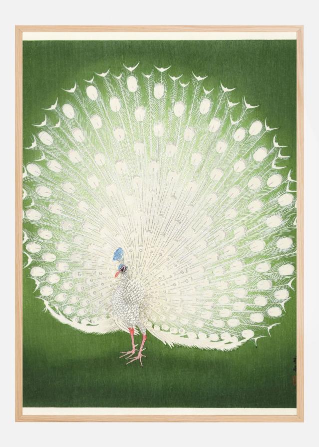 Peacock Įrašai