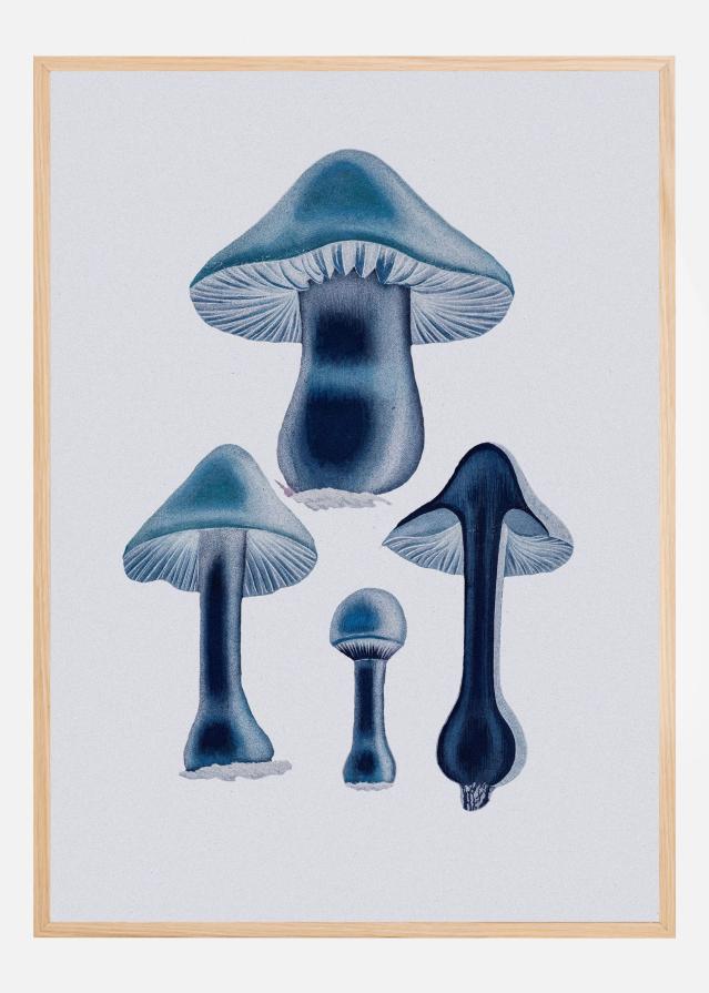 Agaricus Bulbosus - Blue Įrašai