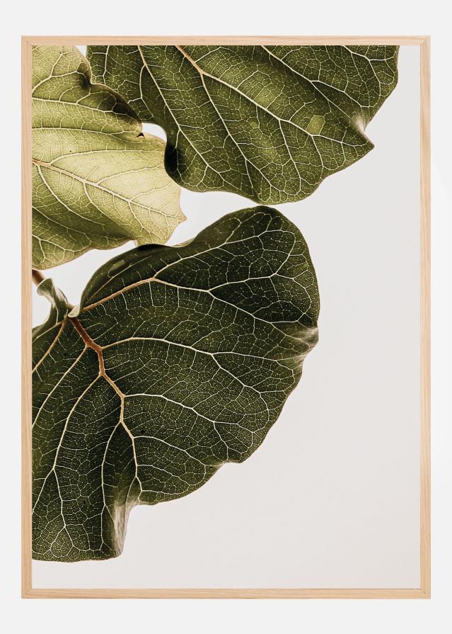 Abutifolia No1 Įrašai