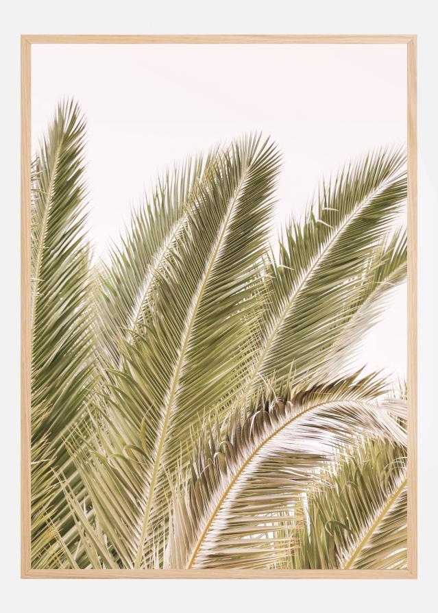 Oasis Palm 01 Oa 01 Įrašai