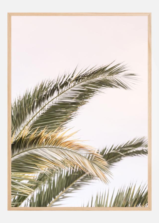 Oasis Palm 03 Įrašai