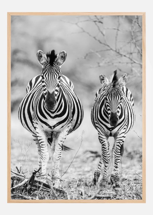 Striped Horse Front On Įrašai