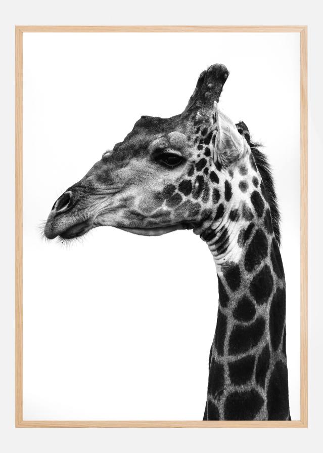 Super Safari No1 Įrašai