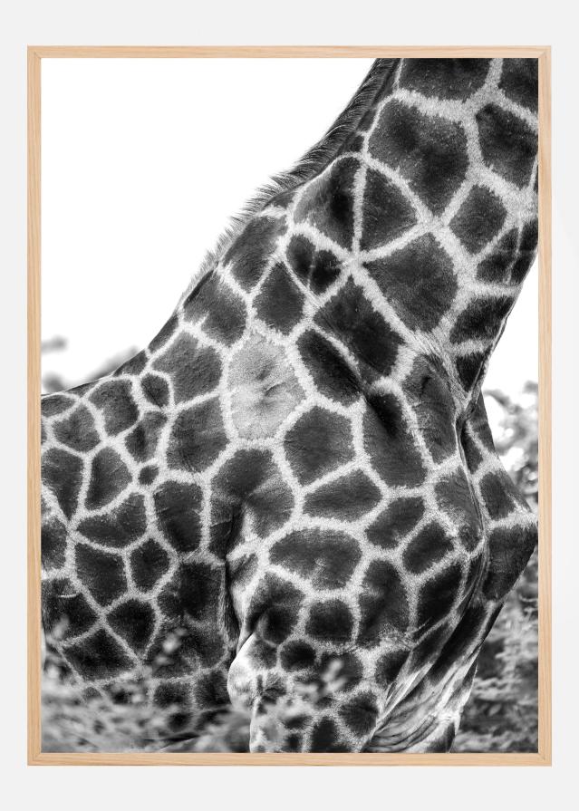 Super Safari No3 Įrašai