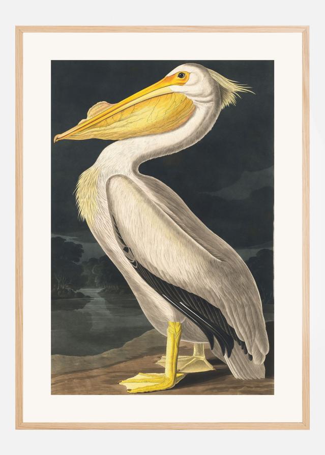 American White Pelican From Birds of America (1827) Įrašai
