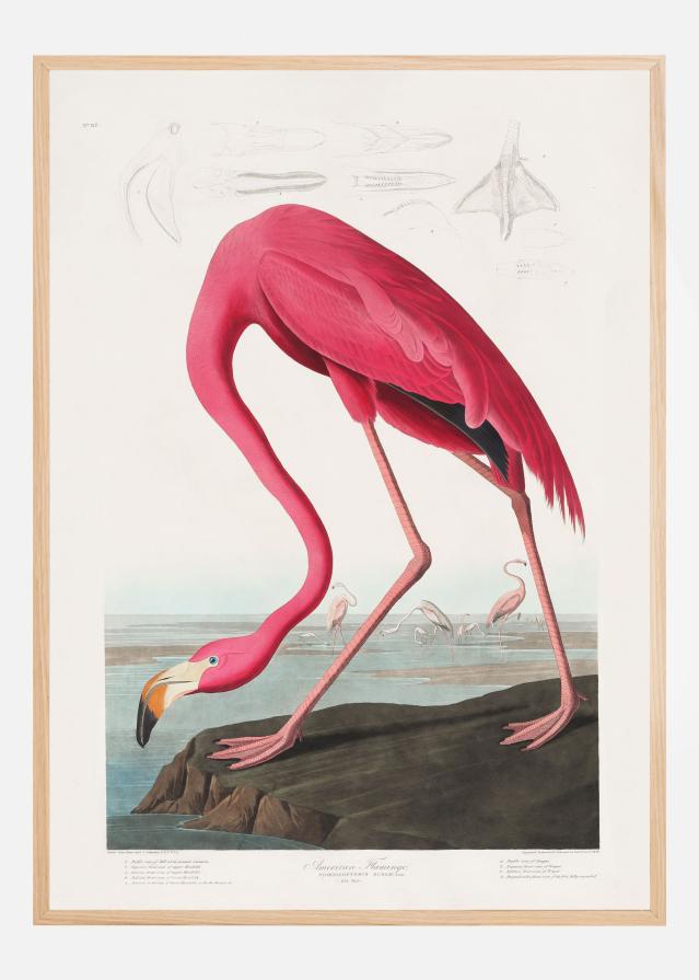 Pink Flamingo From Birds of America (1827) Įrašai