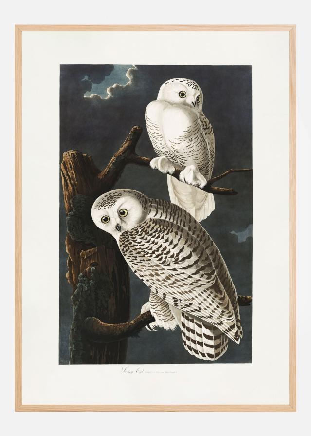 Snowy Owl From Birds of America (1827) Įrašai