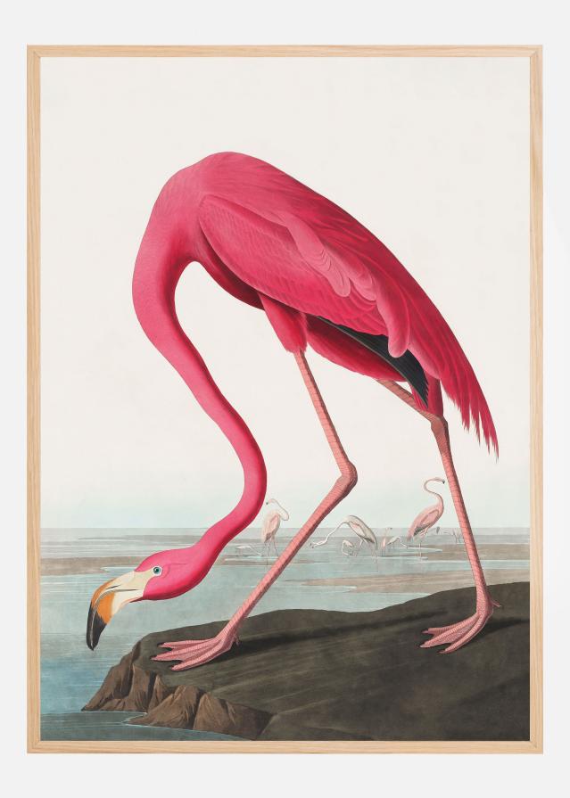 Pink Flamingo Ii From Birds of America (1827) Įrašai
