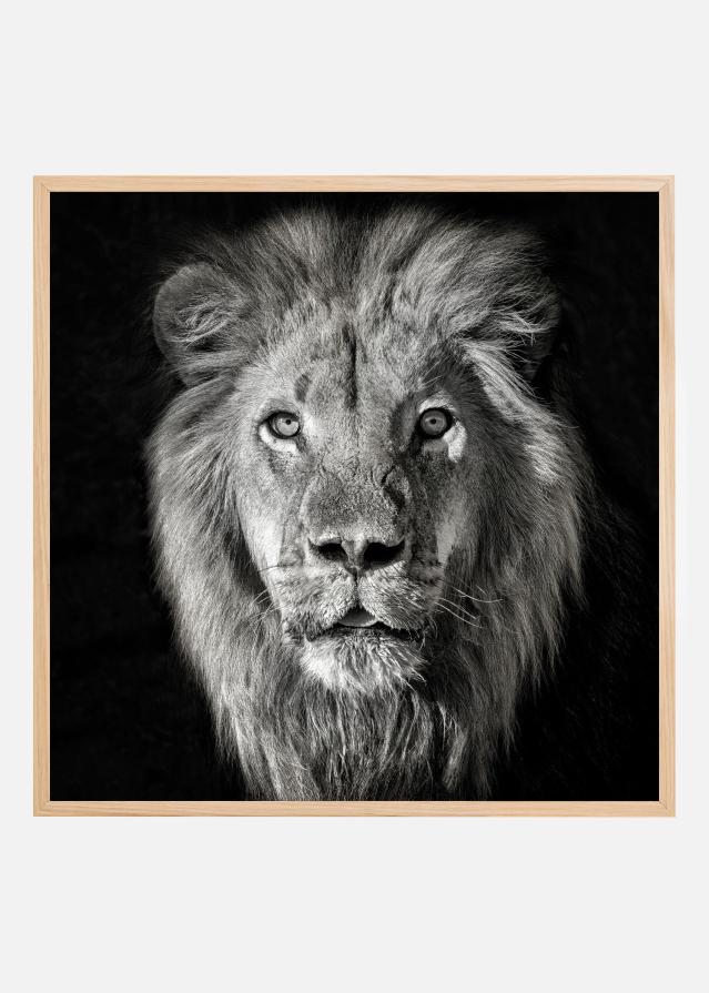Lion Portrait- Panthera Leo Įrašai