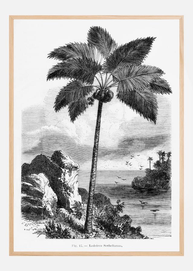Vintage Palm Tree Drawing I Įrašai