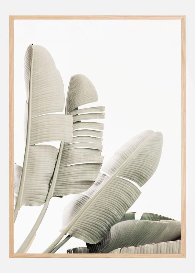 Banana leaf 2 Įrašai