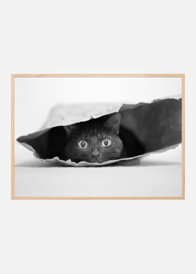 Cat in a bag Įrašai