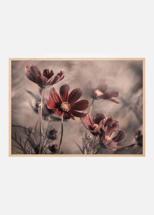 Cosmos 2019 Įrašai