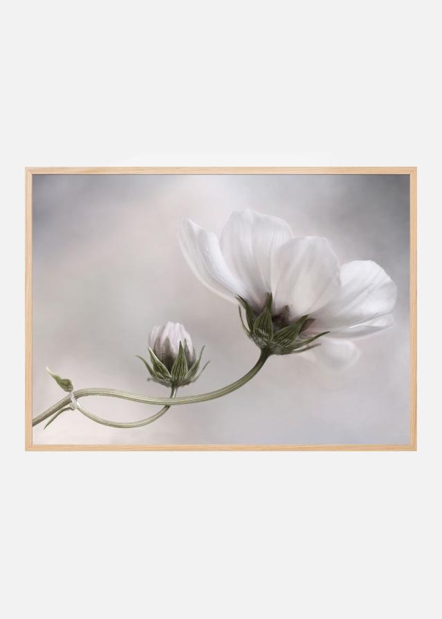 Simply Cosmos Įrašai