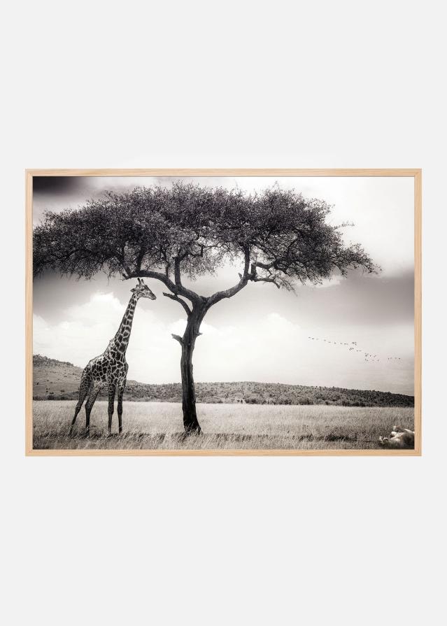 Under the African sun Įrašai