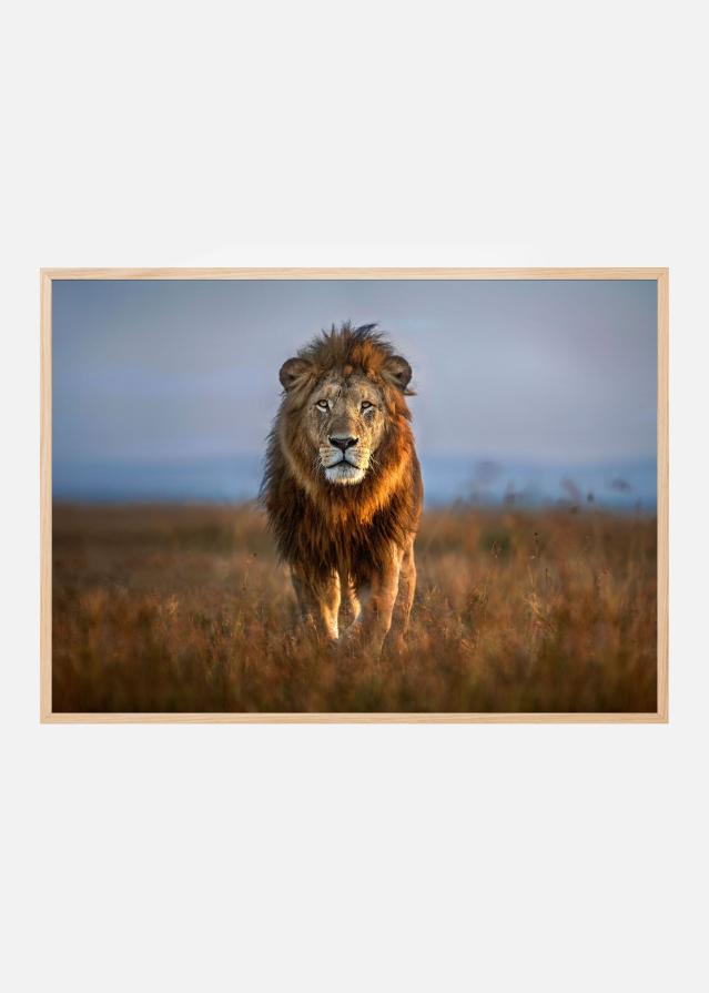 Lion Close Up Įrašai