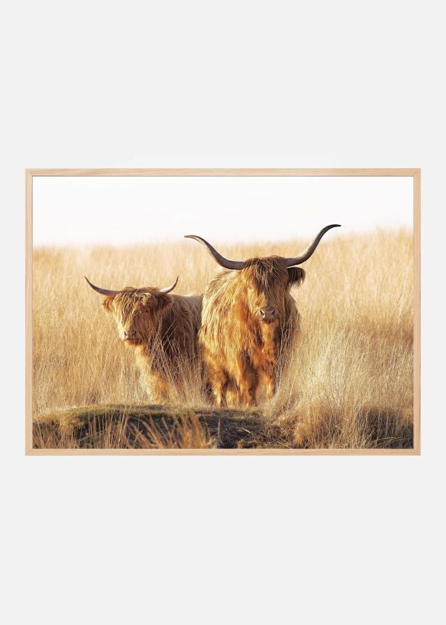 Young and old Highlander Įrašai