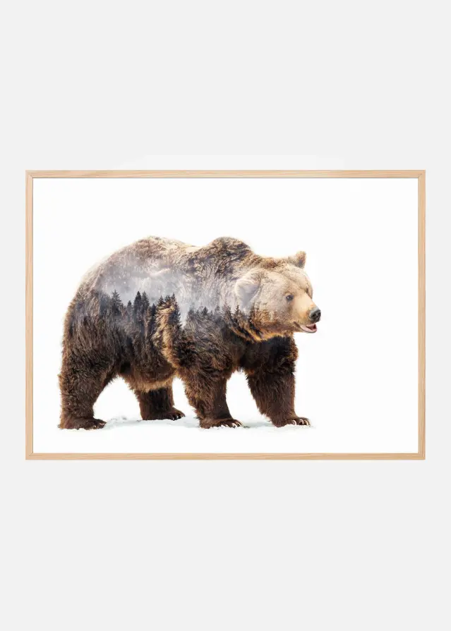 Bear Įrašai