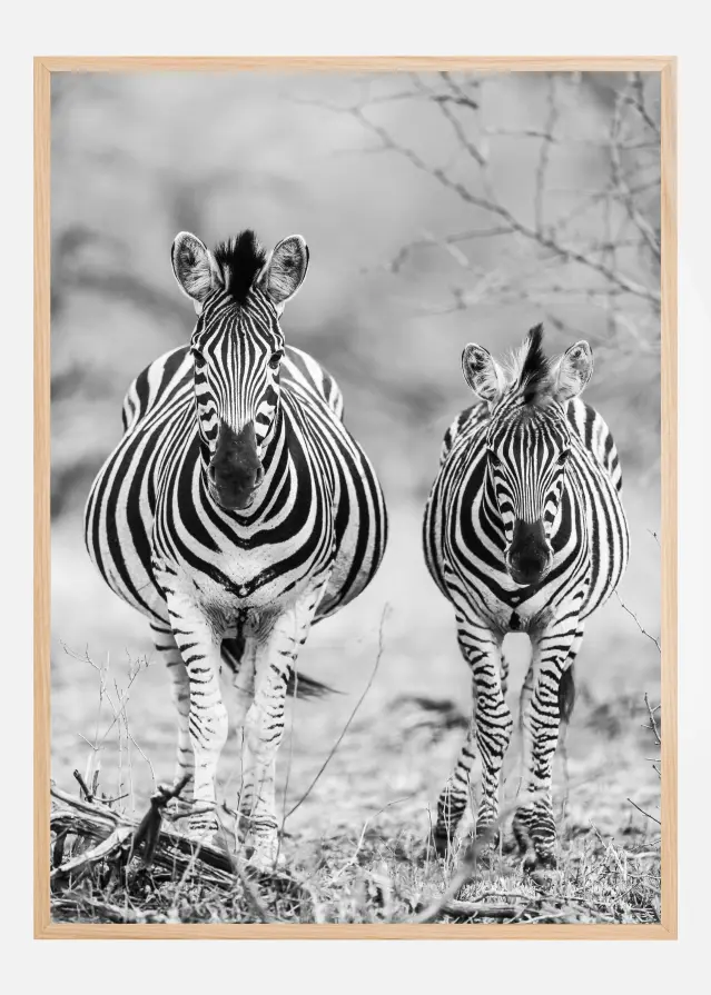 Striped Horse Front On Įrašai