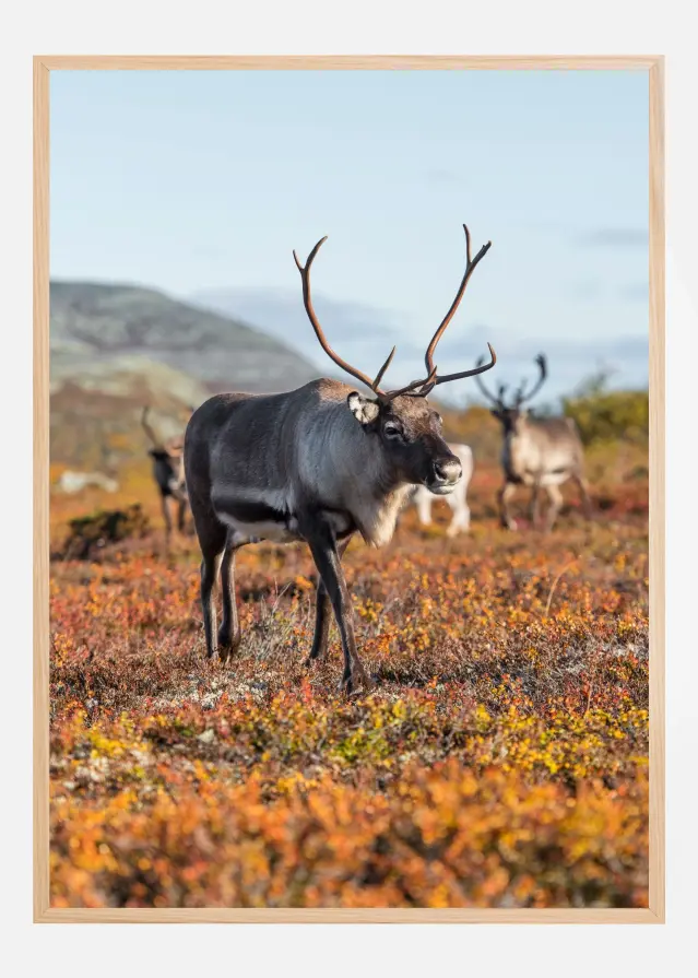 Autumn majesty Įrašai