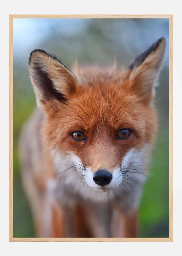 Rust in the wild Įrašai