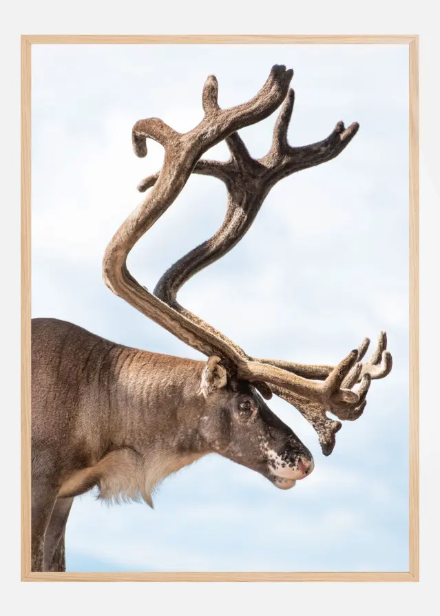 Majesty of the north Įrašai