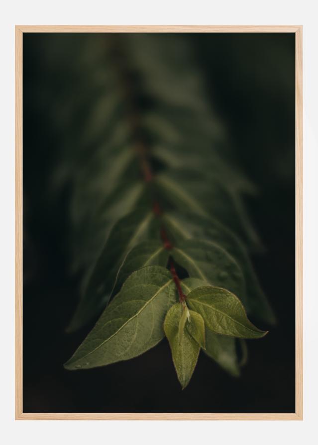 Blurry Branch Įrašai