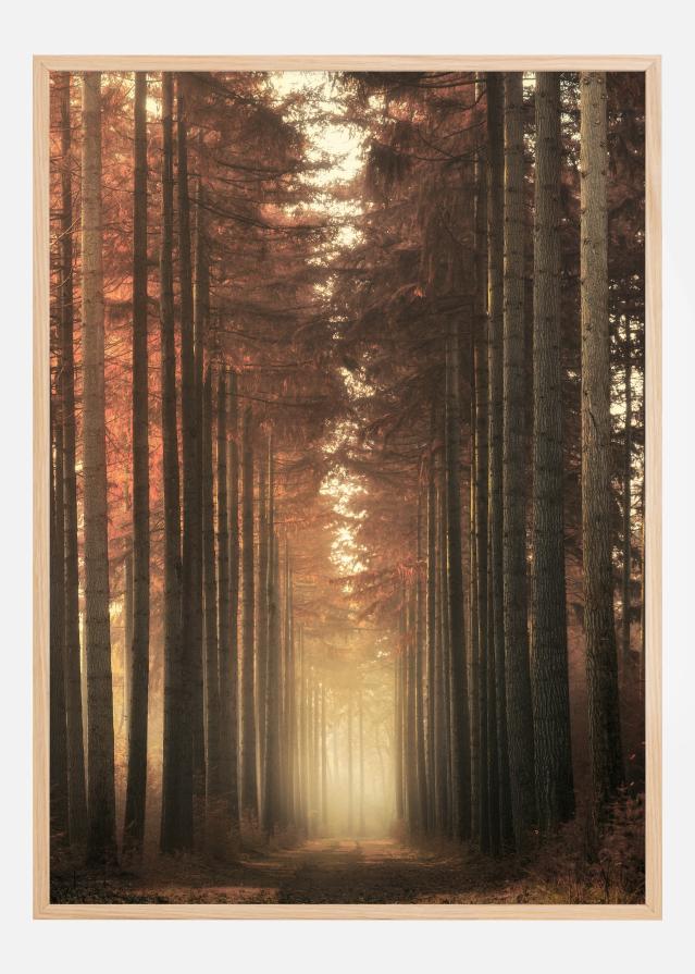 Light Burning Įrašai