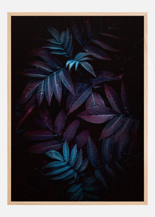 Autum Leaves Įrašai