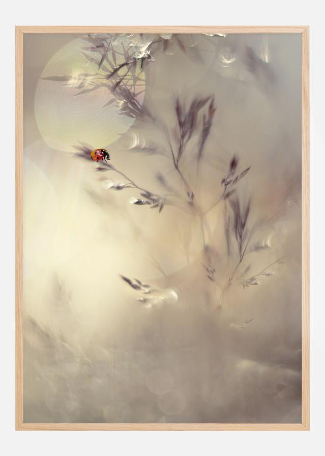 Little Lady Įrašai