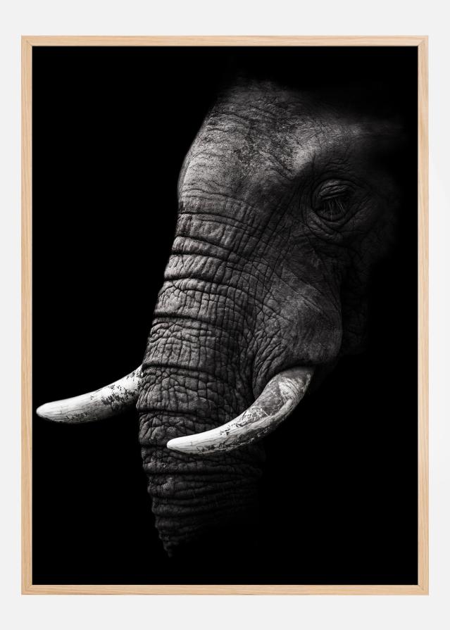 Portrait Elephant Įrašai