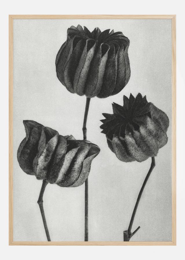 Grey Flower V Įrašai