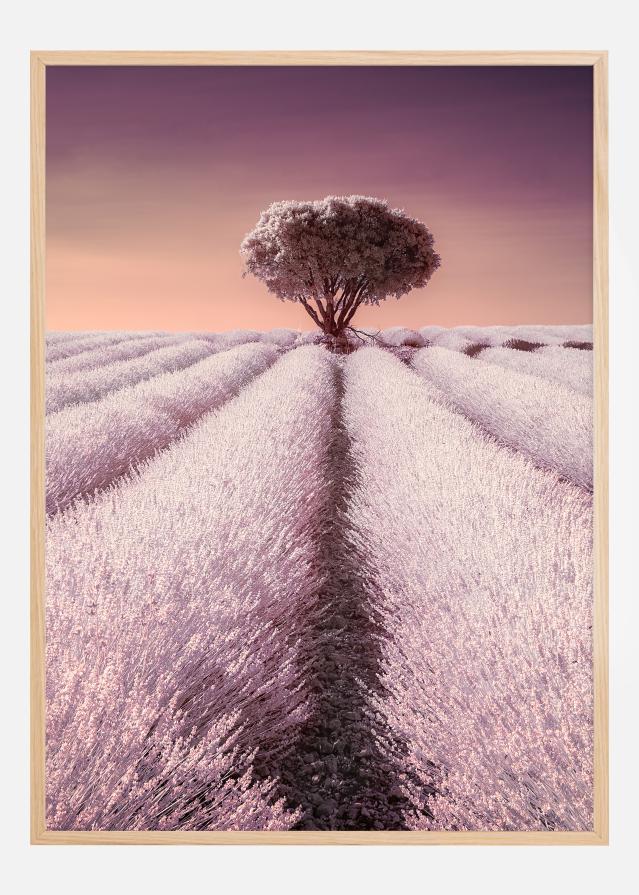 El solitario Įrašai