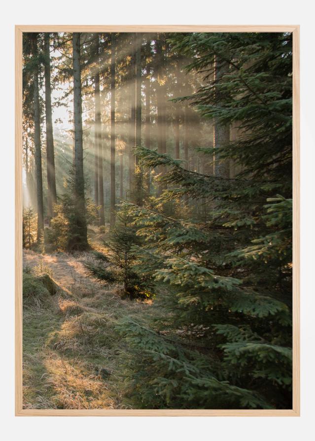 Rays part 2 Įrašai