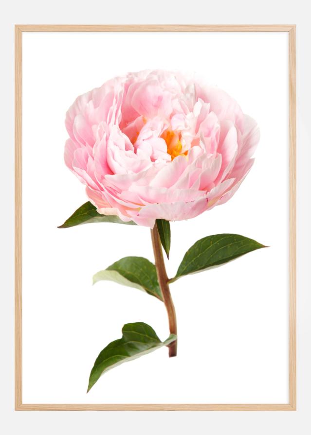 Peony Įrašai