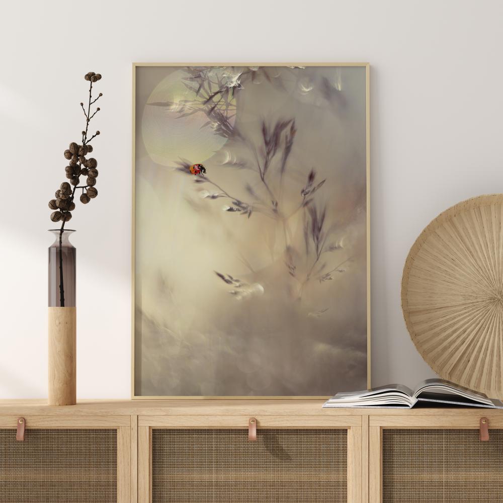 Little Lady Įrašai